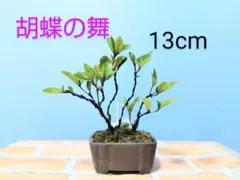 2025年最新】皐月盆栽の人気アイテム - メルカリ