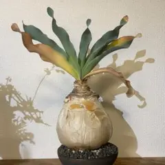 2025年最新】ブーファン ハエマンソイデスの人気アイテム - メルカリ