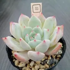 多肉植物　ストリクチフローラ☓ラウリンゼのサムネイル
