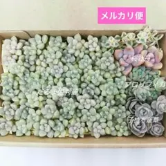 だるま姫秀麗　カット苗セット　多肉植物☆約14cm×9cm箱　【匿名配送】のサムネイル