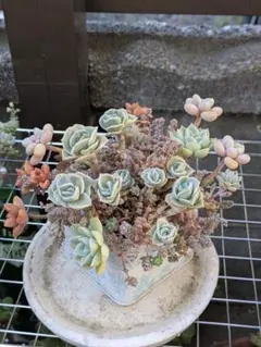 ミルクピッチャー寄せ】多肉植物寄せ植え そのまま飾れる寄せ植え 匿名