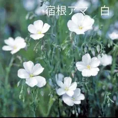 †木蓮†様 リクエスト 2点 まとめ商品