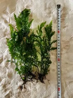 なお様 リクエスト 3点 まとめ商品