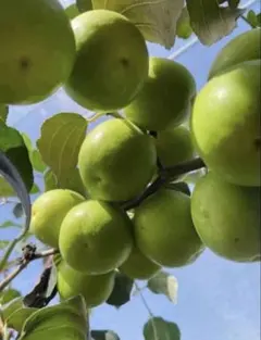 インドナツメ 苗木 【激レア果実】 蜜棗（ミーザオ） - メルカリ