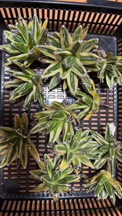 2025年最新】笹の雪 黄覆輪の人気アイテム - メルカリ