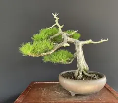 盆栽 『赤松』 インテリア 観葉植物 園芸 ガーデニング 送料無料 b161