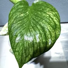 ゆん様　テトラスペルマ　ホワイトモンスター　ミント/レッドタイガー実生1株 2025年最新】モンステラ ホワイトモンスターの人気アイテム