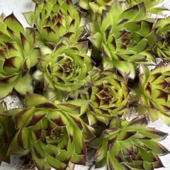 多肉植物 センペルビウム オレンジディップ No.25【白】 - メルカリ