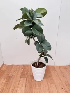 ♪フイカスソフィア♪8号鉢直径約24㎝ 鉢底から葉先まで約123㎝ ♪フイカスソフィア♪8号鉢直径約24㎝ 鉢底から葉先まで約123㎝ - メルカリ