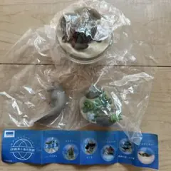 沖縄美ら海水族館　ガチャ　カプリウムコレクション マナティー アオウミガメ