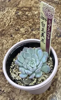 2025年最新】おらいさん 白玉美尼の人気アイテム - メルカリ