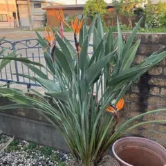群馬県までの引き取り限定】極楽鳥花 観葉植物 蕾多数あり - メルカリ