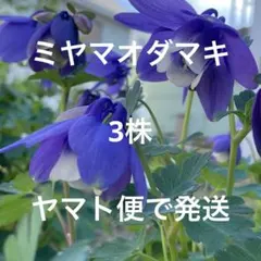 ミヤマオダマキの苗　3株のサムネイル