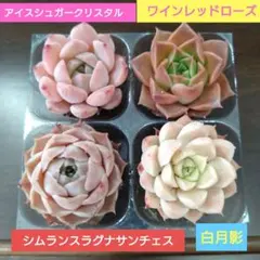 しず様 リクエスト 2点 まとめ商品