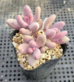 2026年最新】キャンディーグレープ 多肉植物の人気アイテム - メルカリ