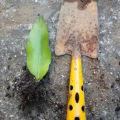 月下美人 発根済み苗