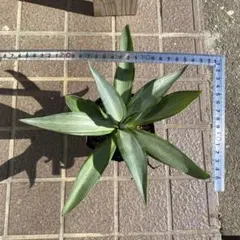 2026年最新】デスメティアーナの人気アイテム - メルカリ