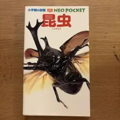 2026年最新】昆虫 標本 販売の人気アイテム - メルカリ