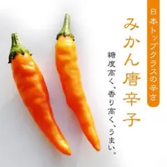 mako様 リクエスト 2点 まとめ商品