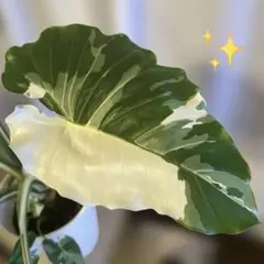 現品］【希少】30番 クワズイモ 斑入り 8号 白斑 観葉植物 室内 レア