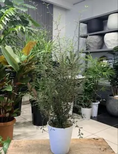 ソフォラ リトルベイビー メルヘンの木 1 ファイバーセメント鉢 植え込み発送 ソフォラ リトルベイビー メルヘンの木 1 ファイバーセメント鉢
