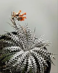 Dyckia OceanStarlight×DragonBone - メルカリ