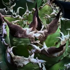 EE1 多肉植物アガベ チタノタ 麒麟 子株のサムネイル