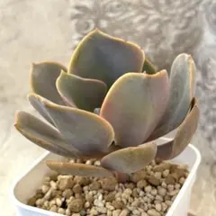 【速達】リオレウス様 リクエスト 2点 まとめ商品