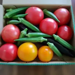 新鮮野菜セット 本日収獲　無農薬　即日発送　群馬産 1.3K 夏野菜 トマトのサムネイル