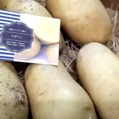 ジャガイモの種芋: アポリン 12個 ※表皮が美しく触ってもセクハラにならない！
