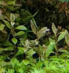 メルカリ便 ○アラグアイアパープルバコパ水中葉1本 水草 ADA 水槽 