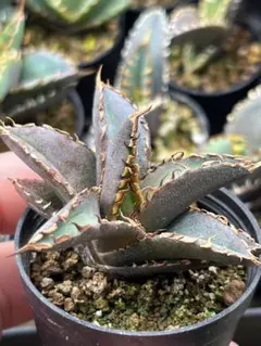 2026年最新】オテロイ実生の人気アイテム - メルカリ