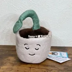 廃盤 新品 ジェリーキャット サボテン さぼてん 覇王樹 植物
