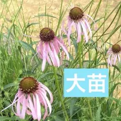 ジャスミン様 リクエスト 3点 まとめ商品