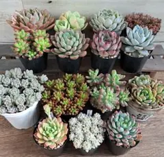 リメイク鉢(植え付け)と白プラ鉢(植え付け)とポット苗13個　　　計15個セット