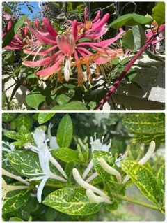 ハニーサックル