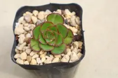 新入荷 多肉植物 アエオニウム 孔雀翎錦 根土付き発送 - メルカリ