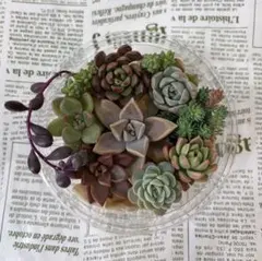 多肉植物　カット苗　寄せ植え　詰め合わせ　セット