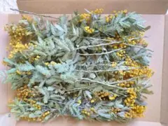 ミモザ　ドライフラワー