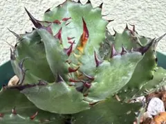 CACTUS GREEN アガベ チタノタ インフェルノ 極上血統 子株 - メルカリ