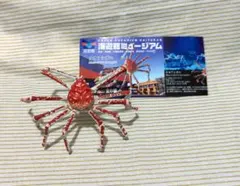 2026年最新】海遊館 タカアシガニの人気アイテム - メルカリ
