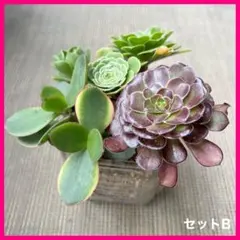 【普通郵便】多肉植物 各種3カット9苗［レモネード、黒法師、カナリエンシス］のサムネイル