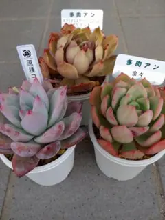 シャドー(命名株)×鬼のて(命名株)札付きポットごとメルカリ便ルイパパ