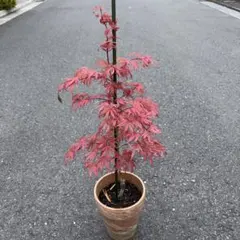 モミジ 珊瑚閣 鉢植え 苗木 H70cm前後 イロハモミジ ヤマモミジ カエデ モミジ 珊瑚閣 鉢植え 苗木 H70cm前後 イロハモミジ ヤマモミジ カエデ