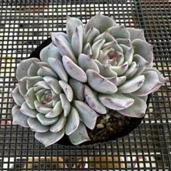 多肉植物　スノーミルフィーユ　ミックスベリア　おらいさん苗　札なし