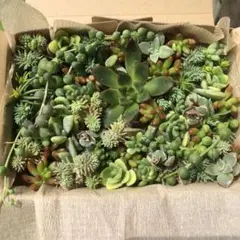 多肉植物　カット苗とセダム寄せ植え　セダム11品種+エケベリアとグリネ入り