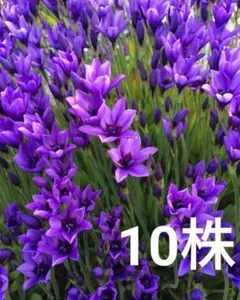 バビアナ　紫　苗　10株　濃紫　bのサムネイル