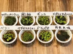ビカクシダ胞子培養 8種セット　③（現物出品）のサムネイル