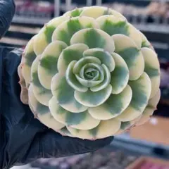 2026年最新】ルノーディーン 多肉の人気アイテム - メルカリ