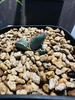 ガステリア 超大型臥牛×超大型恐竜の交配実生苗 - メルカリ
